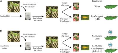 Leafhopper-Induced Activation of the Jasmonic Acid Response Benefits Salmonella enterica in a Flagellum-Dependent Manner